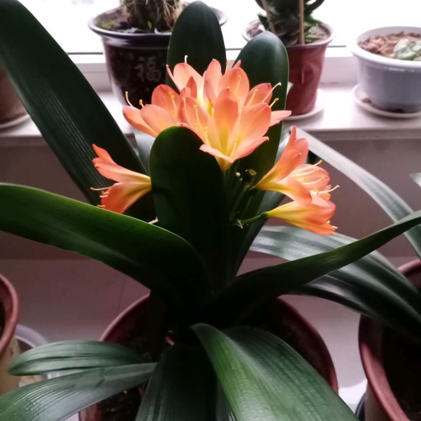 小蜜蜂