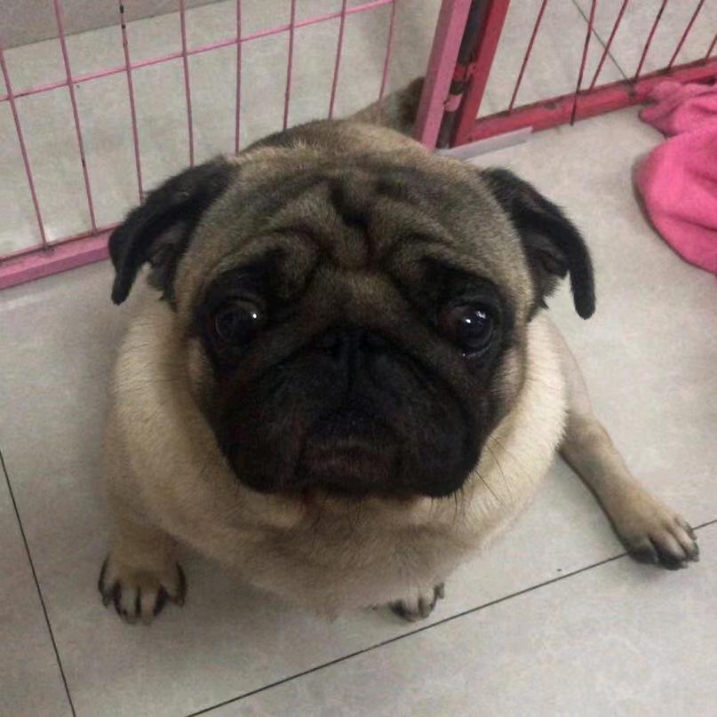 好吃的糖豆