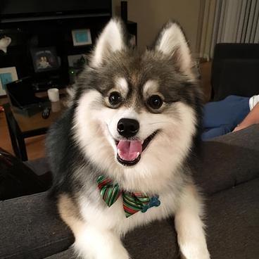 博士奇狗狗俱乐部