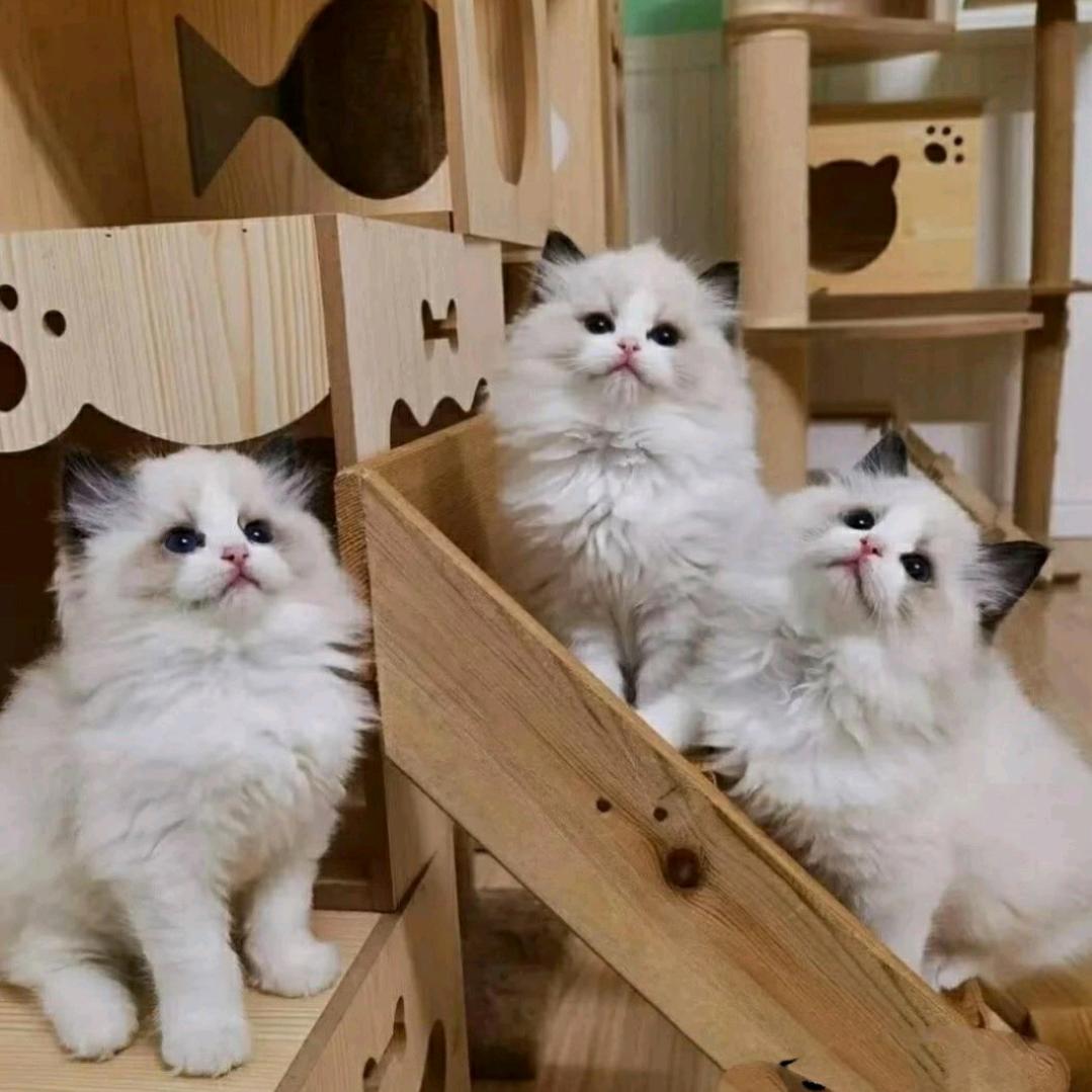西安烨哥家的猫（直播号）