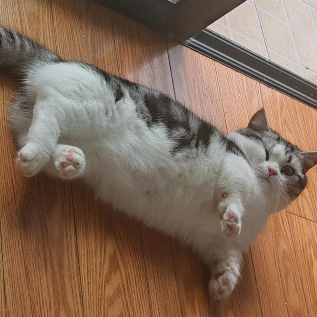 百亿肥猫
