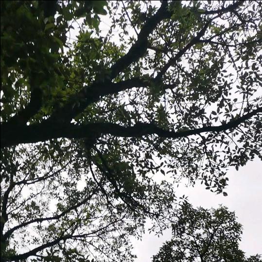 清没祝马