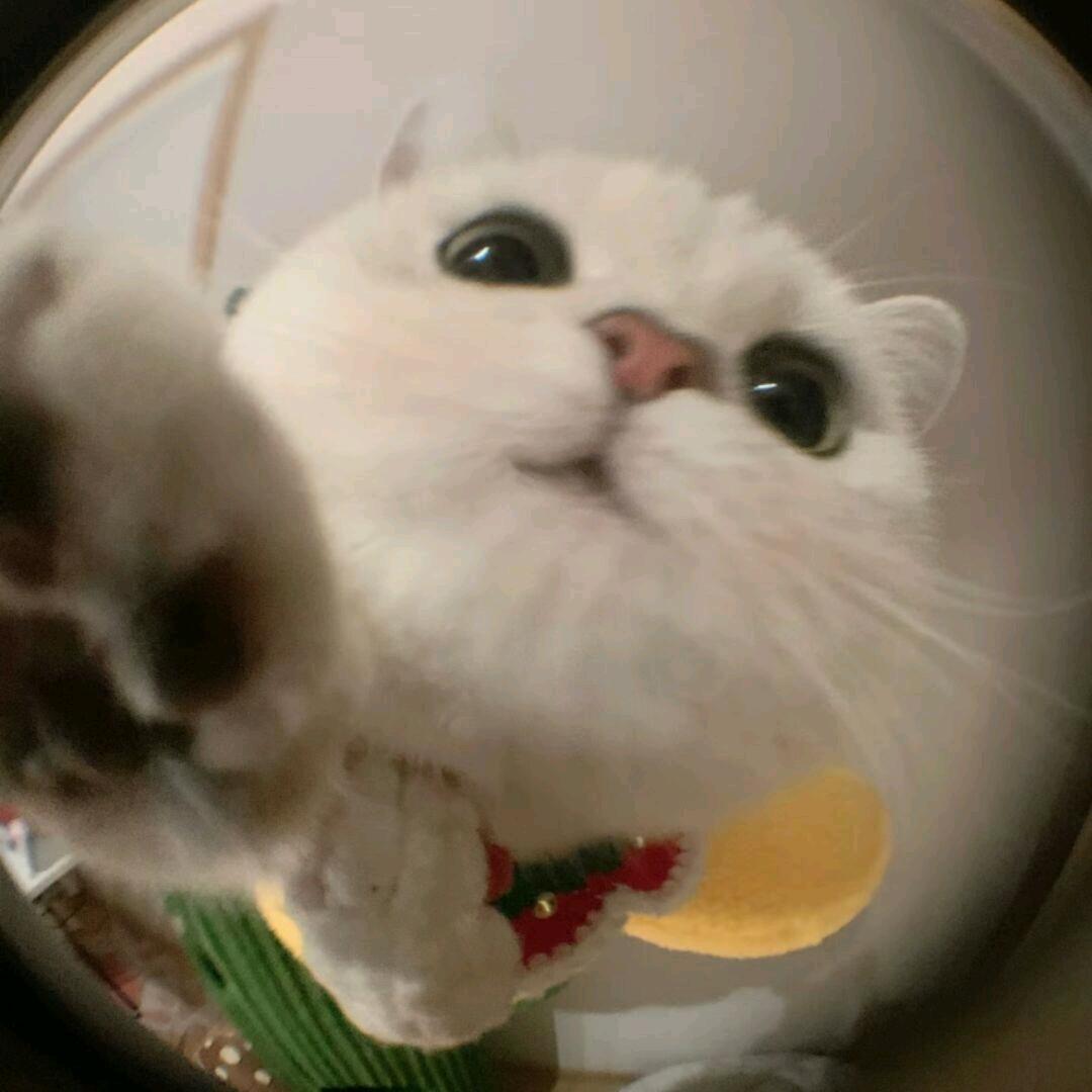 又宝