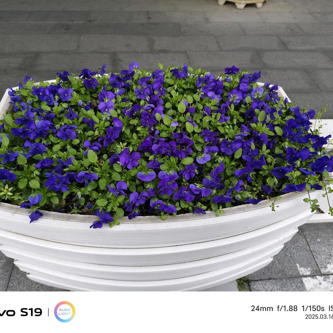 粉红色回忆《飞虎队》