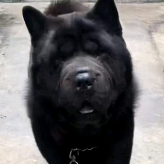 萌宠五红 五黑犬