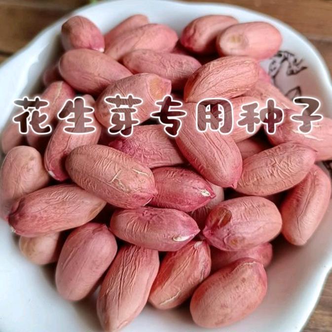 花生芽专用花生米