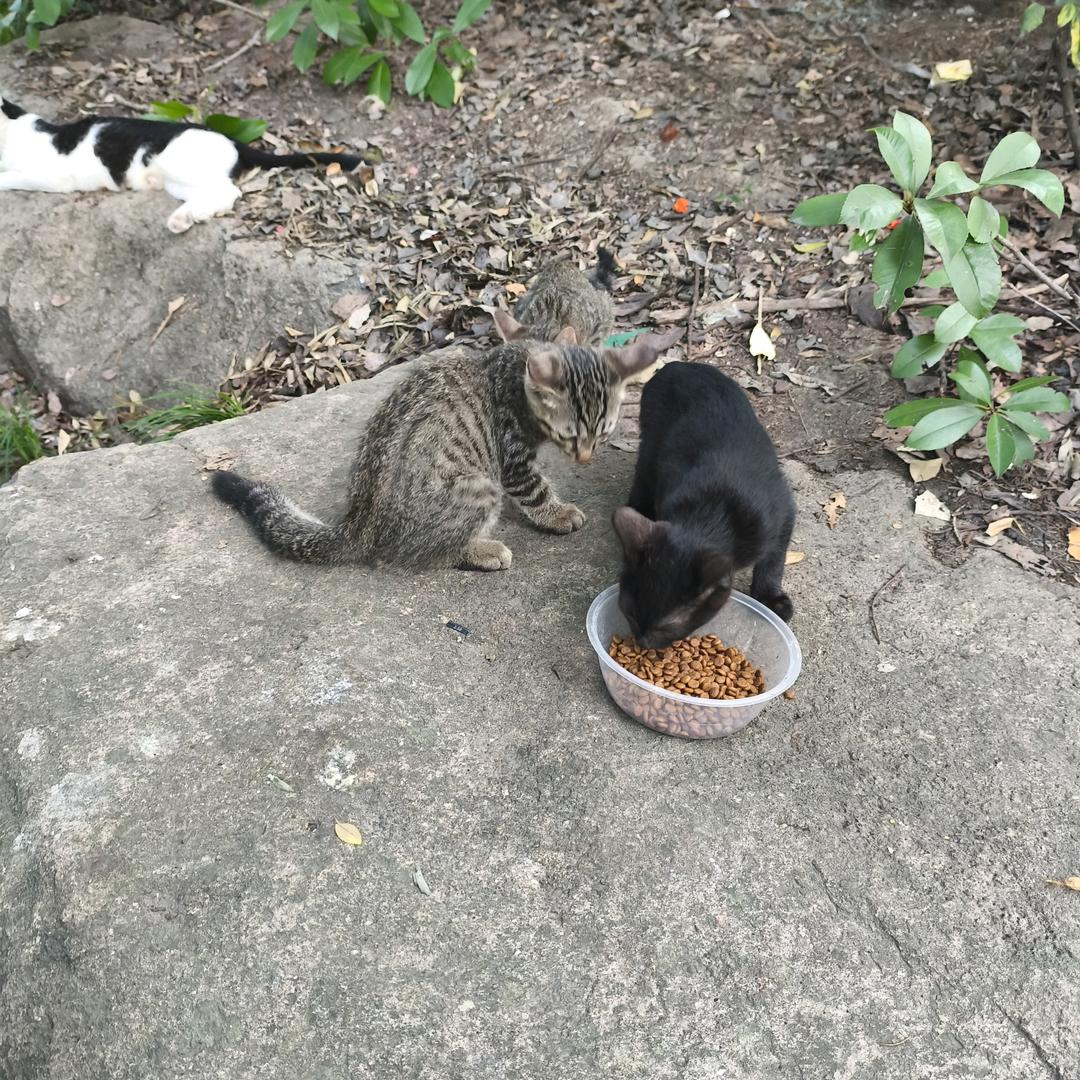 loder ᶘ ᵒᴥᵒᶅ