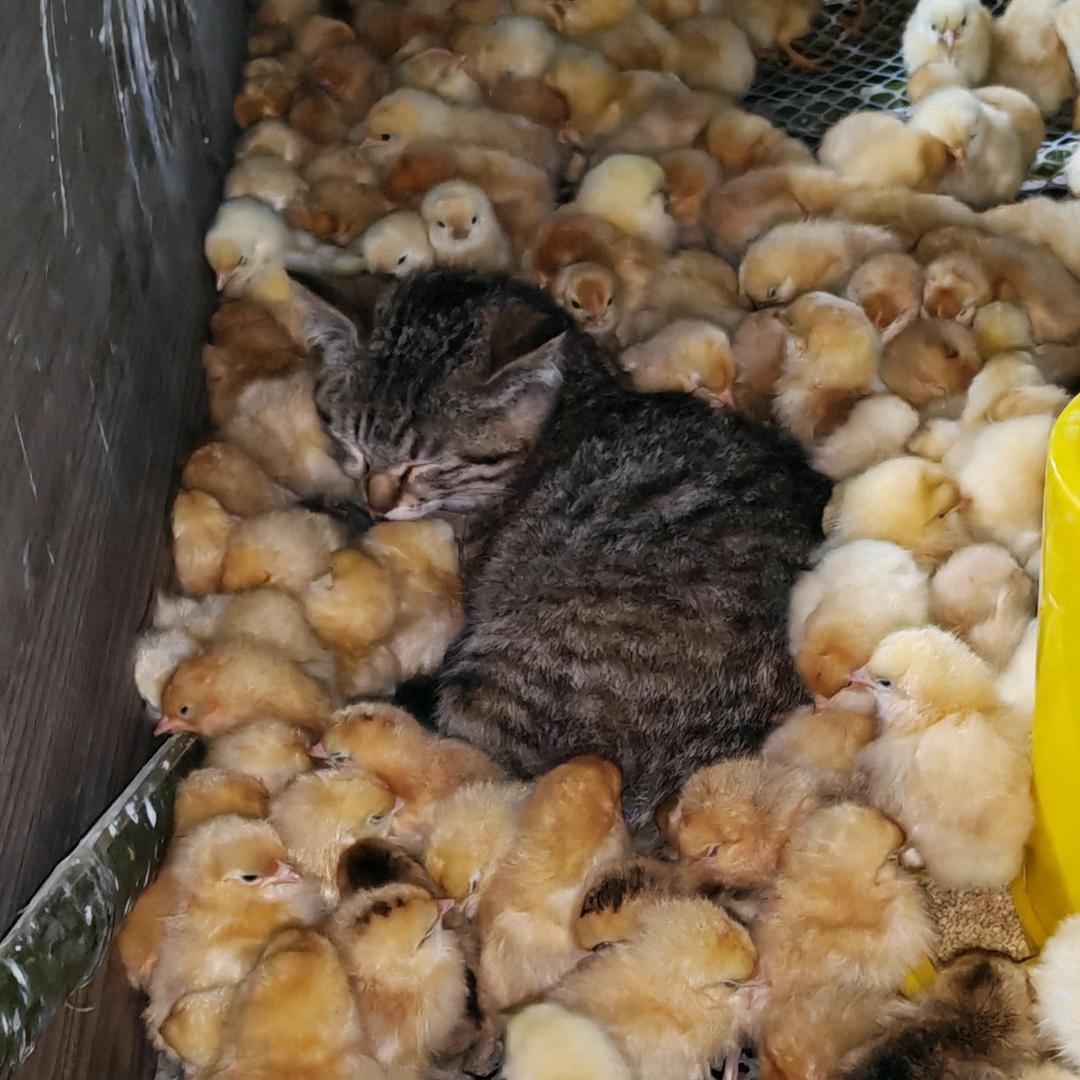 老彭土🐔