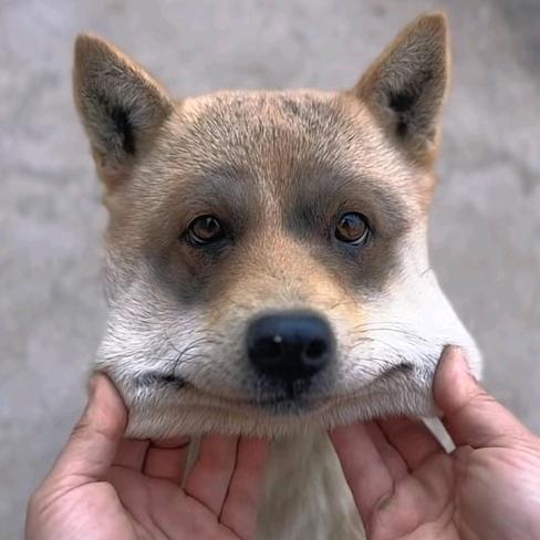 龙猫的咖啡不加糖