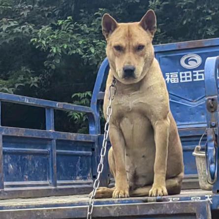 希望杜家（纯粮酒）