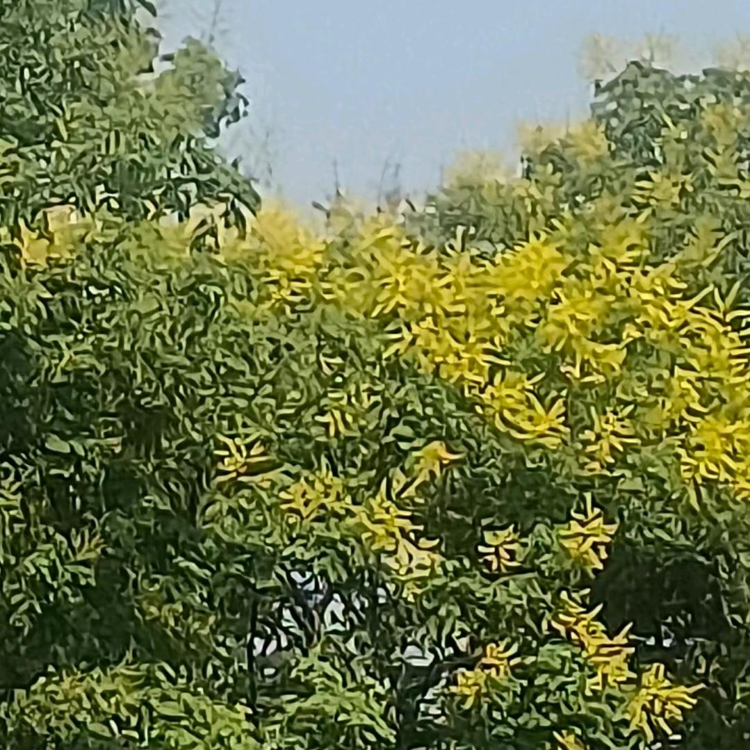 棒棒糖