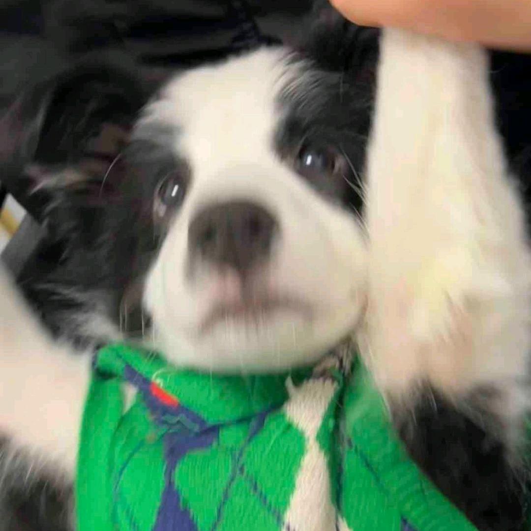 puppy