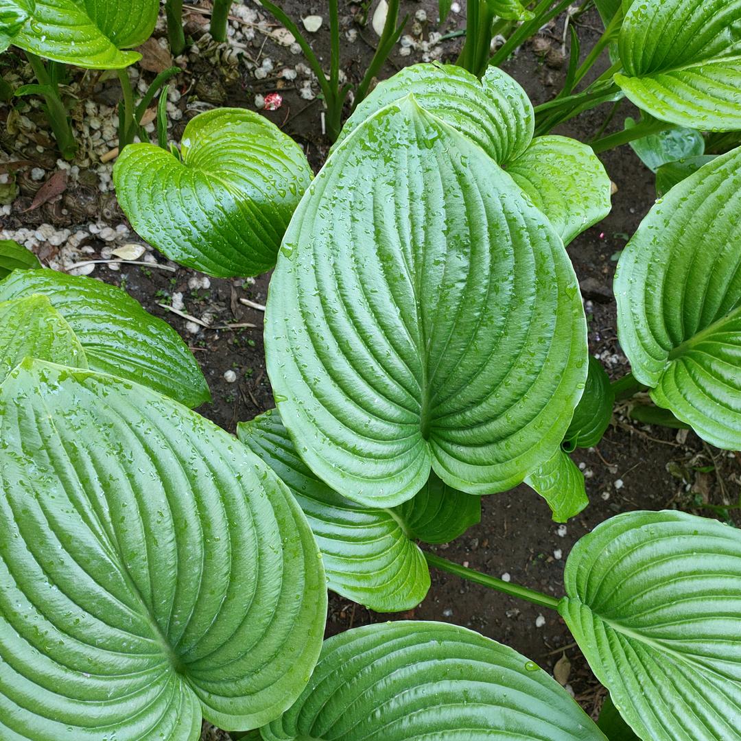 黄芪
