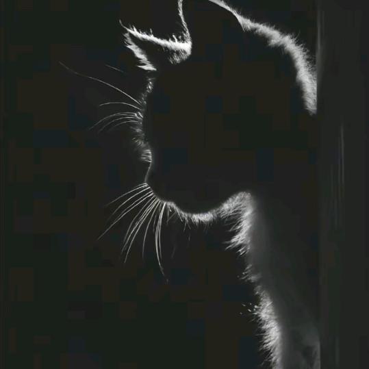 透明晨晨的薄雾