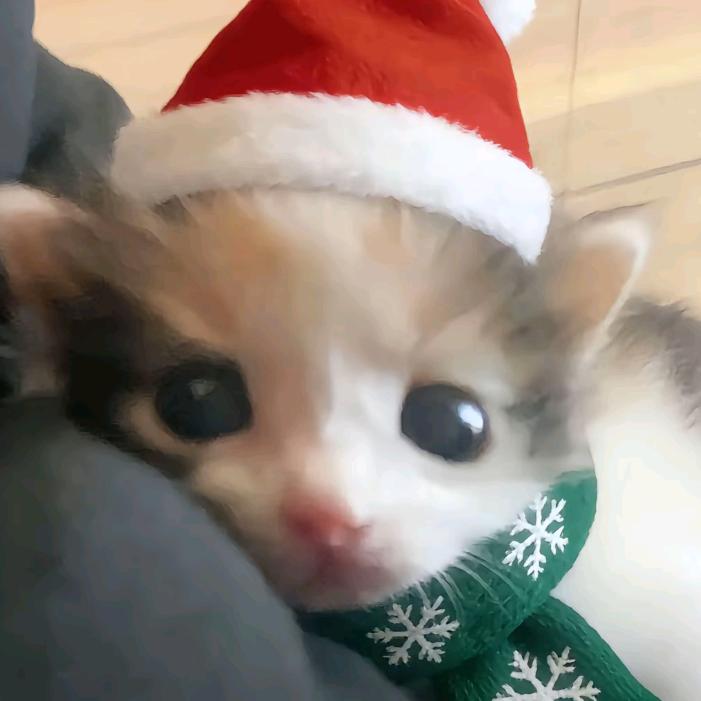 小咪＾ω＾