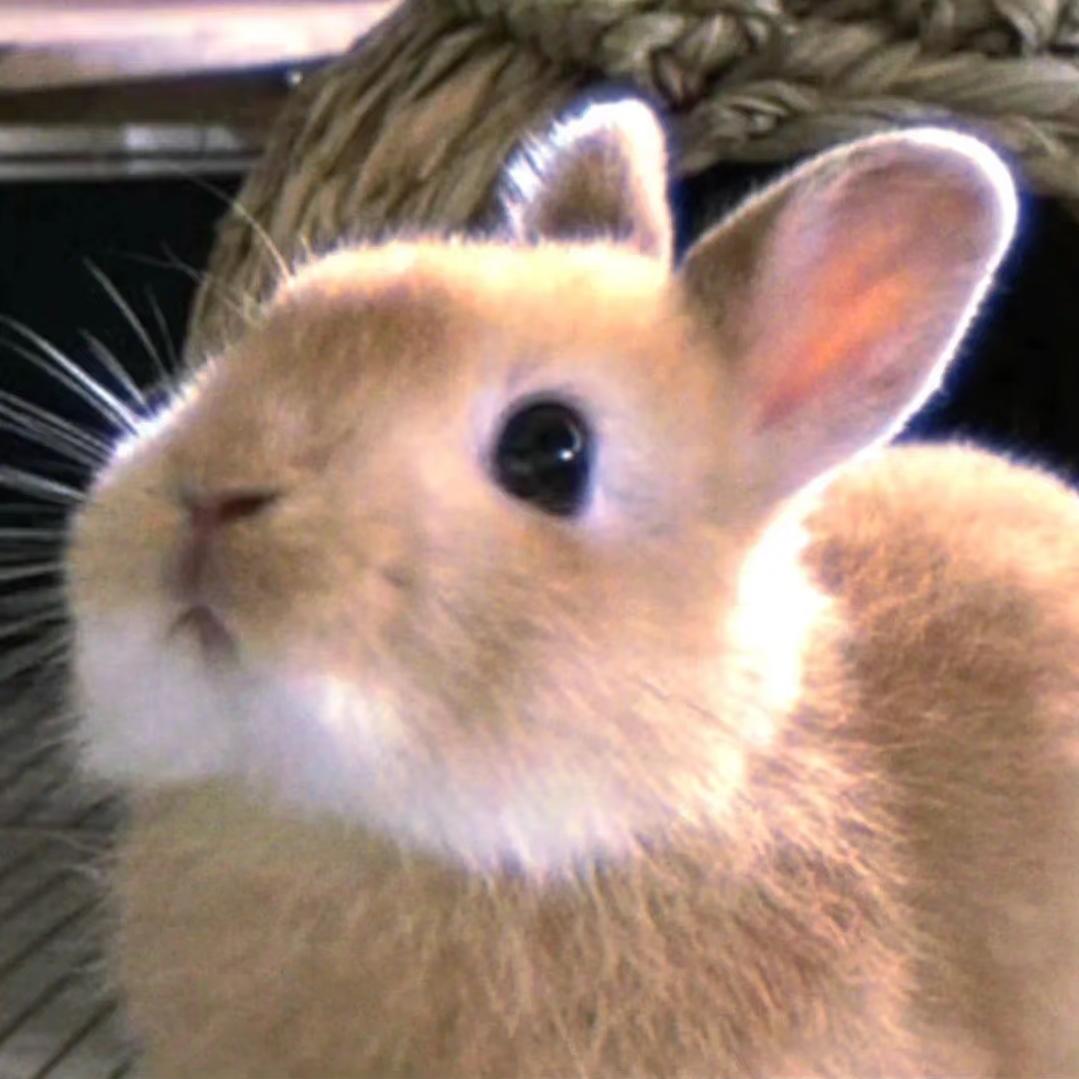 ✏️小兔日记本📚