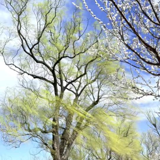 橘子皮