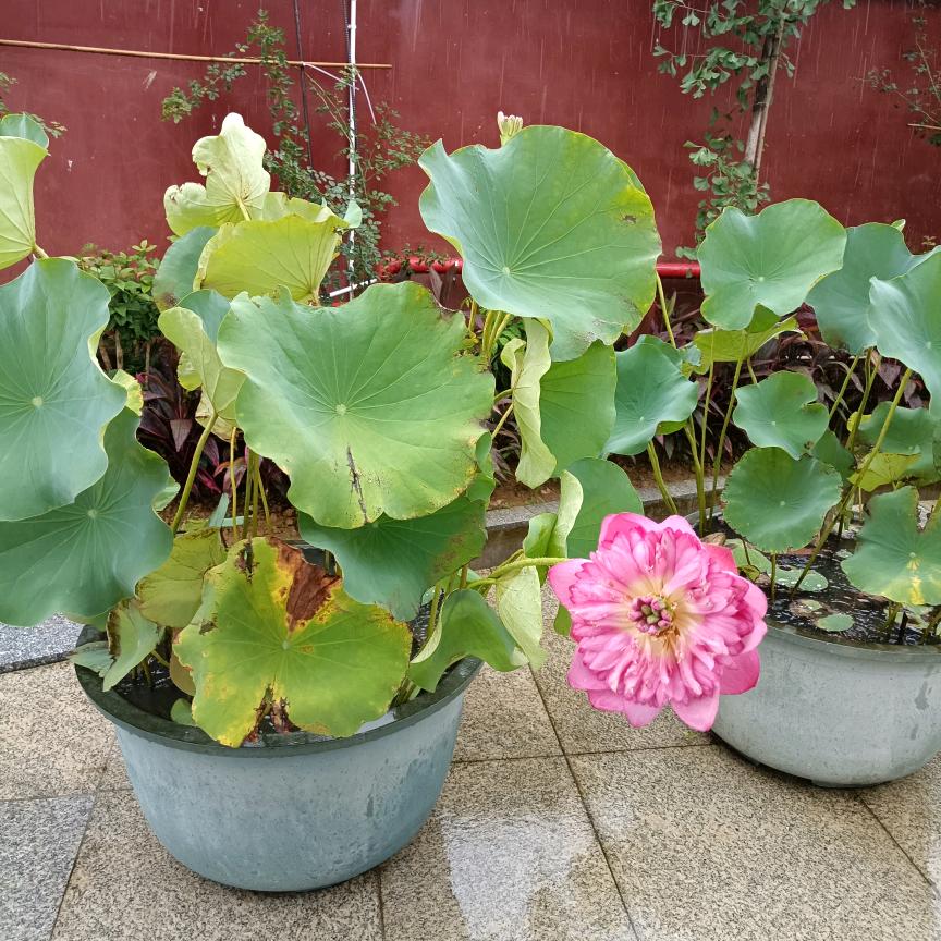 睛睛