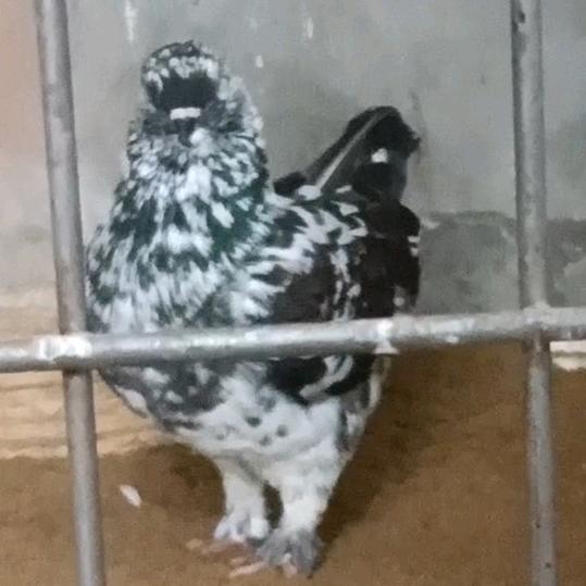 🍀太和心境鸽舍🍀