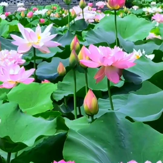 莲（好物在橱窗)
