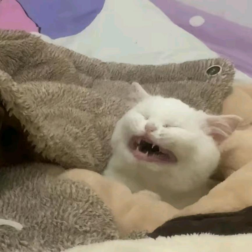 每天都在想吃啥的玖鸽（接单版）