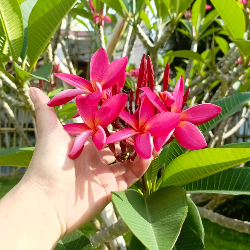 梅花