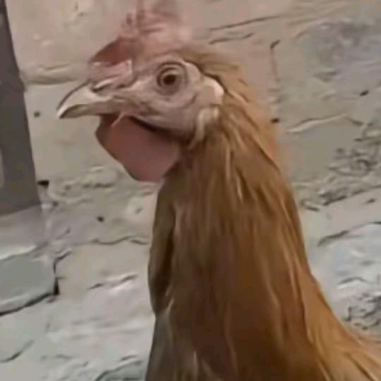 正跃🐔排