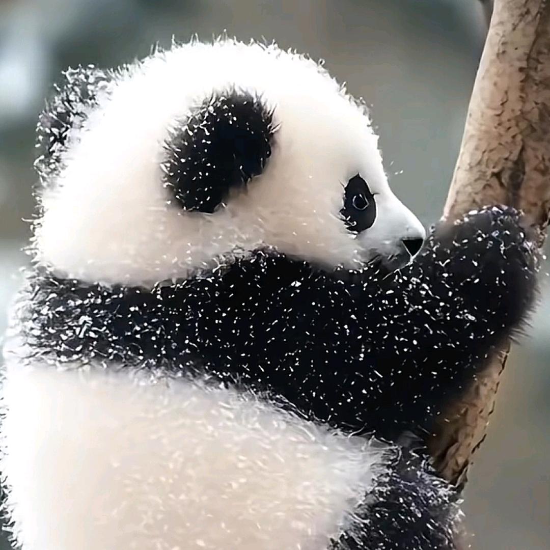 满天星
