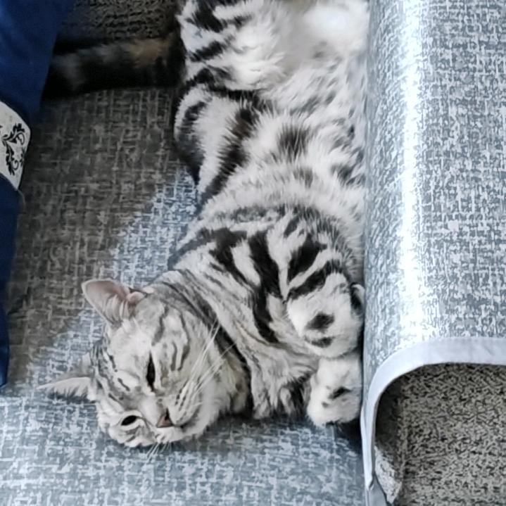 老刘头(啥都玩版)