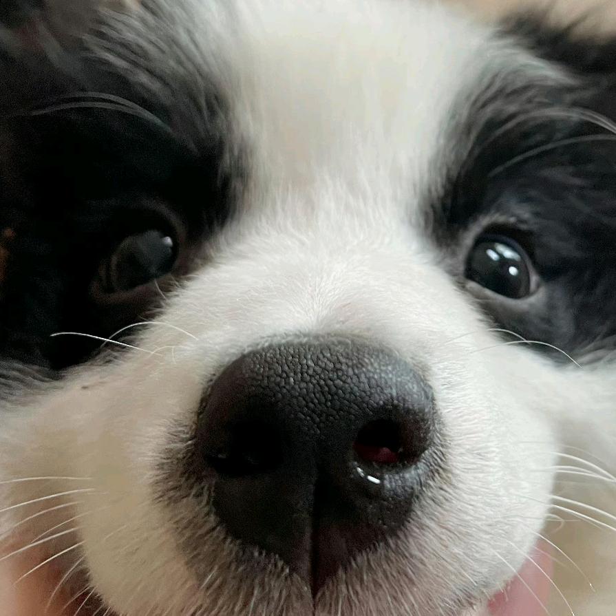 张清蒸(见过时团版)