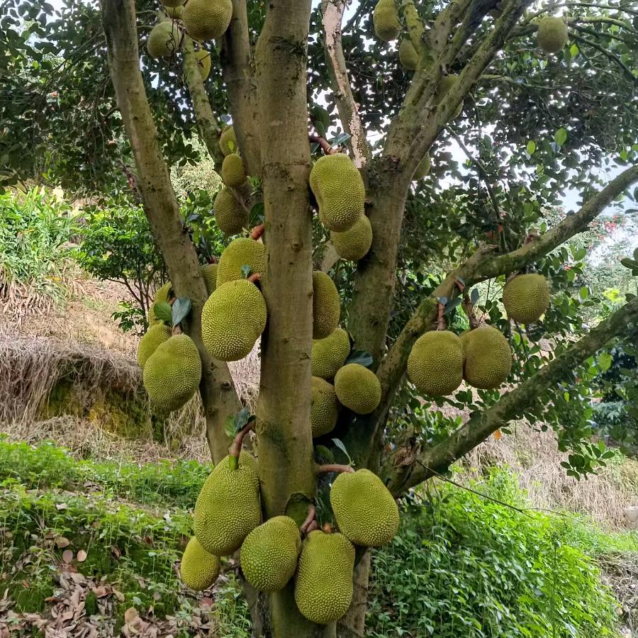果乡高州农民