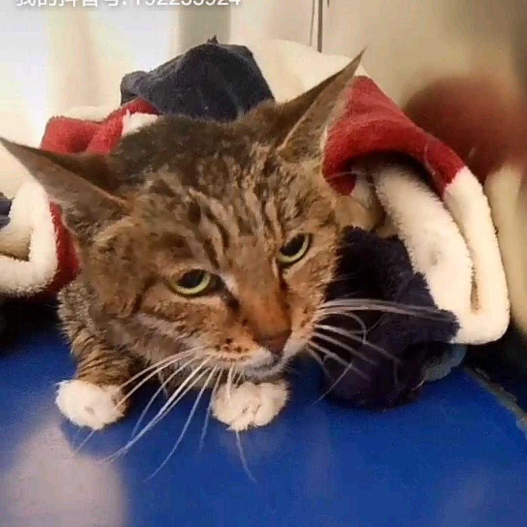 小猫宝藏屋