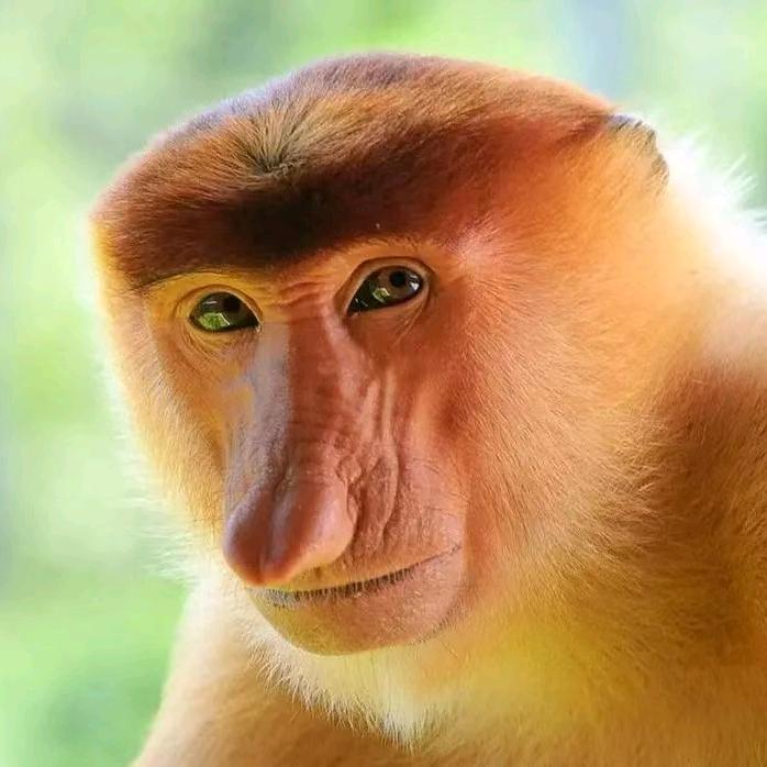 @猴哥大早6:05首播