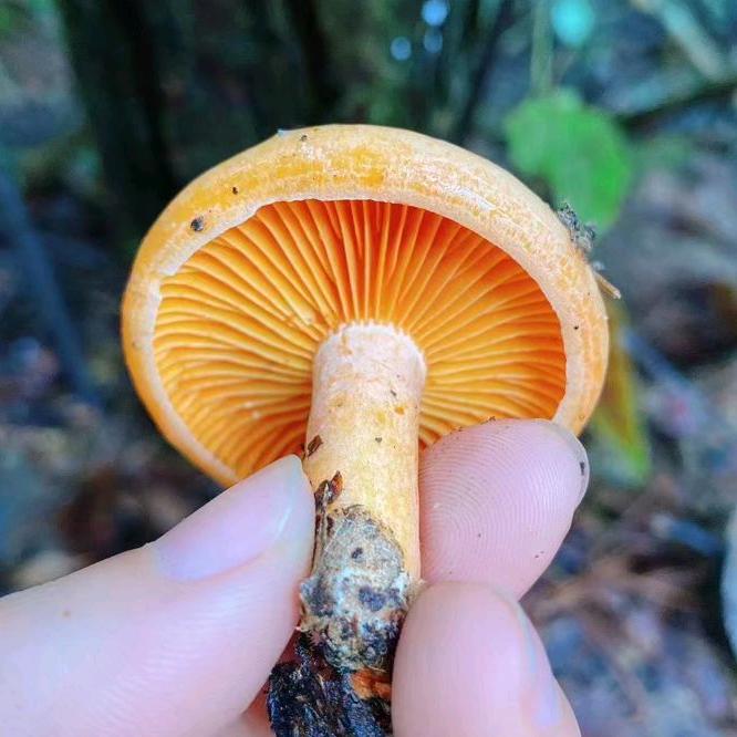山间寻货人经营部