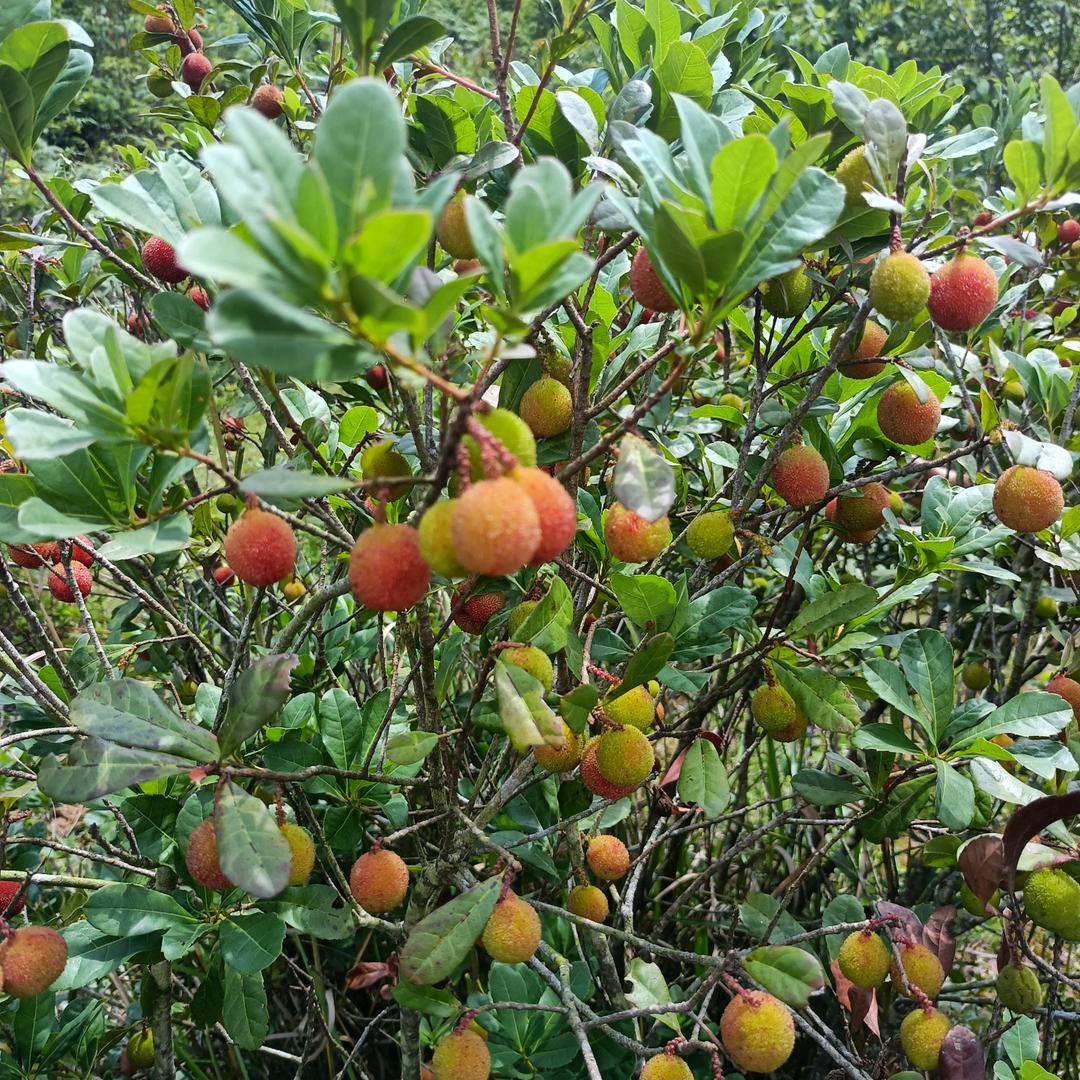 农村飞哥