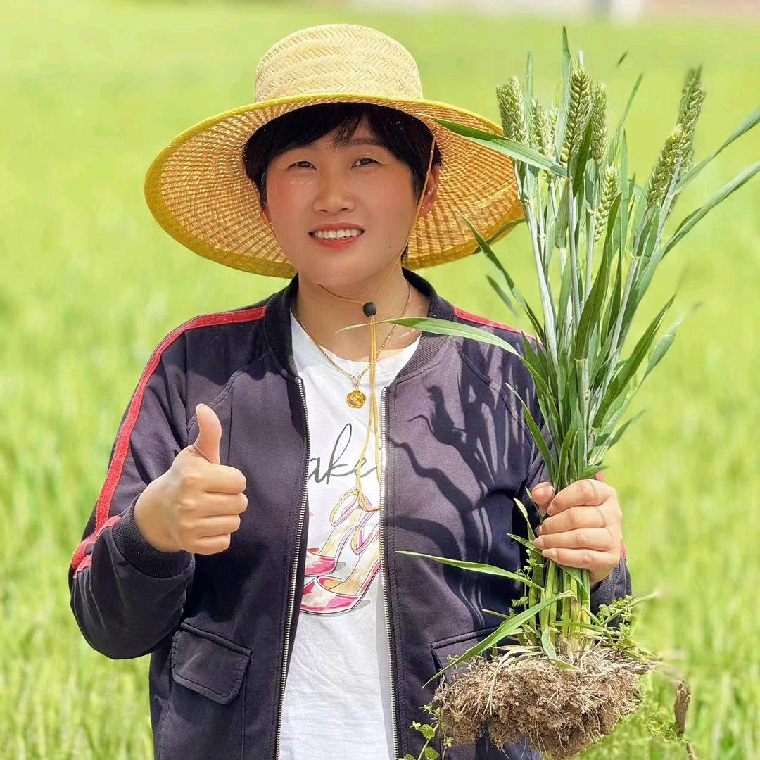 丰收侠姐(国禾麦)