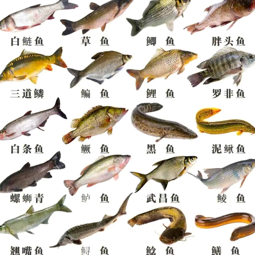 蕲春福新水产海鲜批发