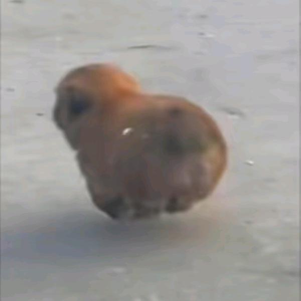青鸟无名