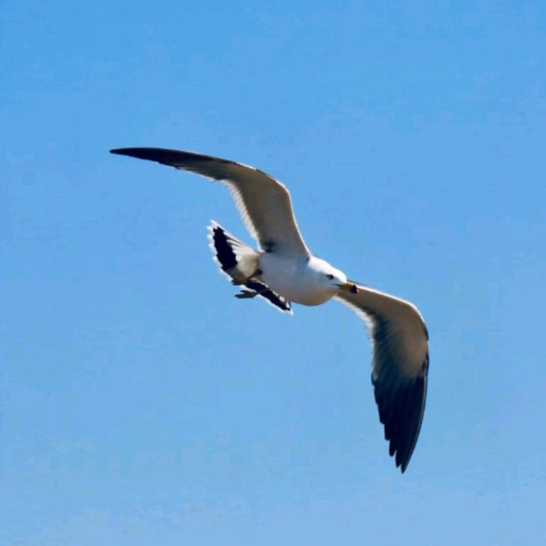 阿总如愿牛羊肉店