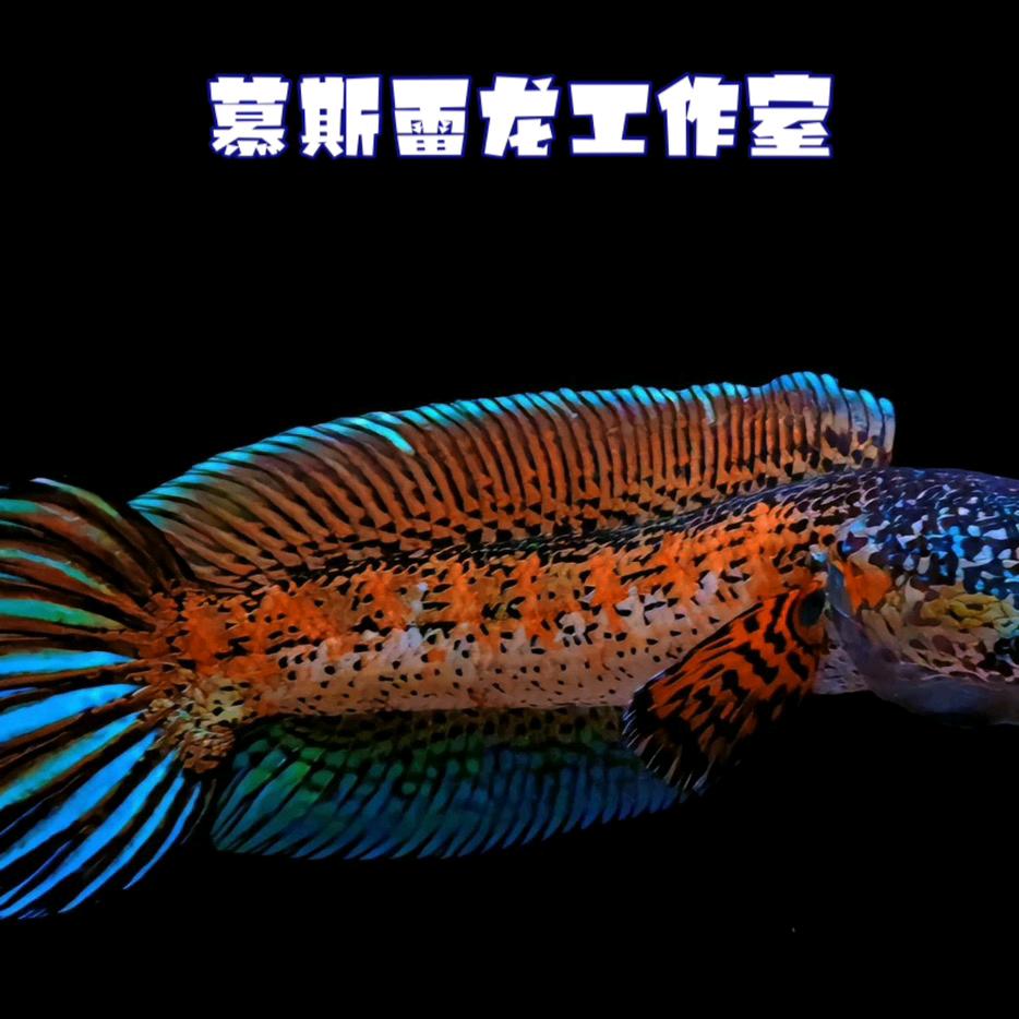 慕斯雷龙工作室