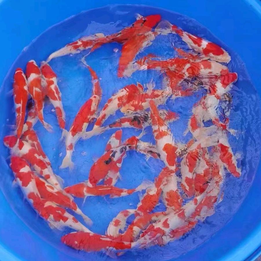 鱼缘锦鲤养殖场