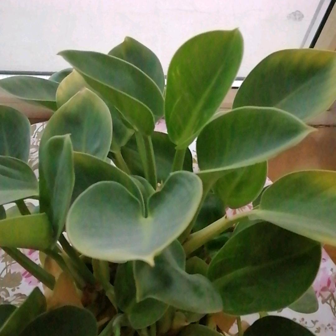 君子兰（保家军团）