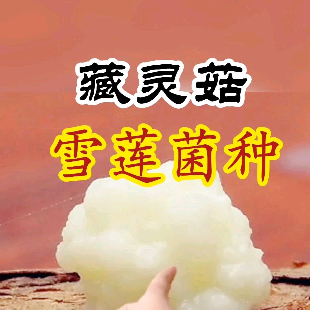 天然雪莲菌
