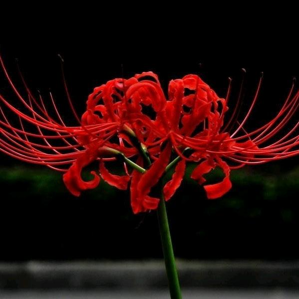 ♡²ღ尐᭄懒꧓꯭猫࿐♡²