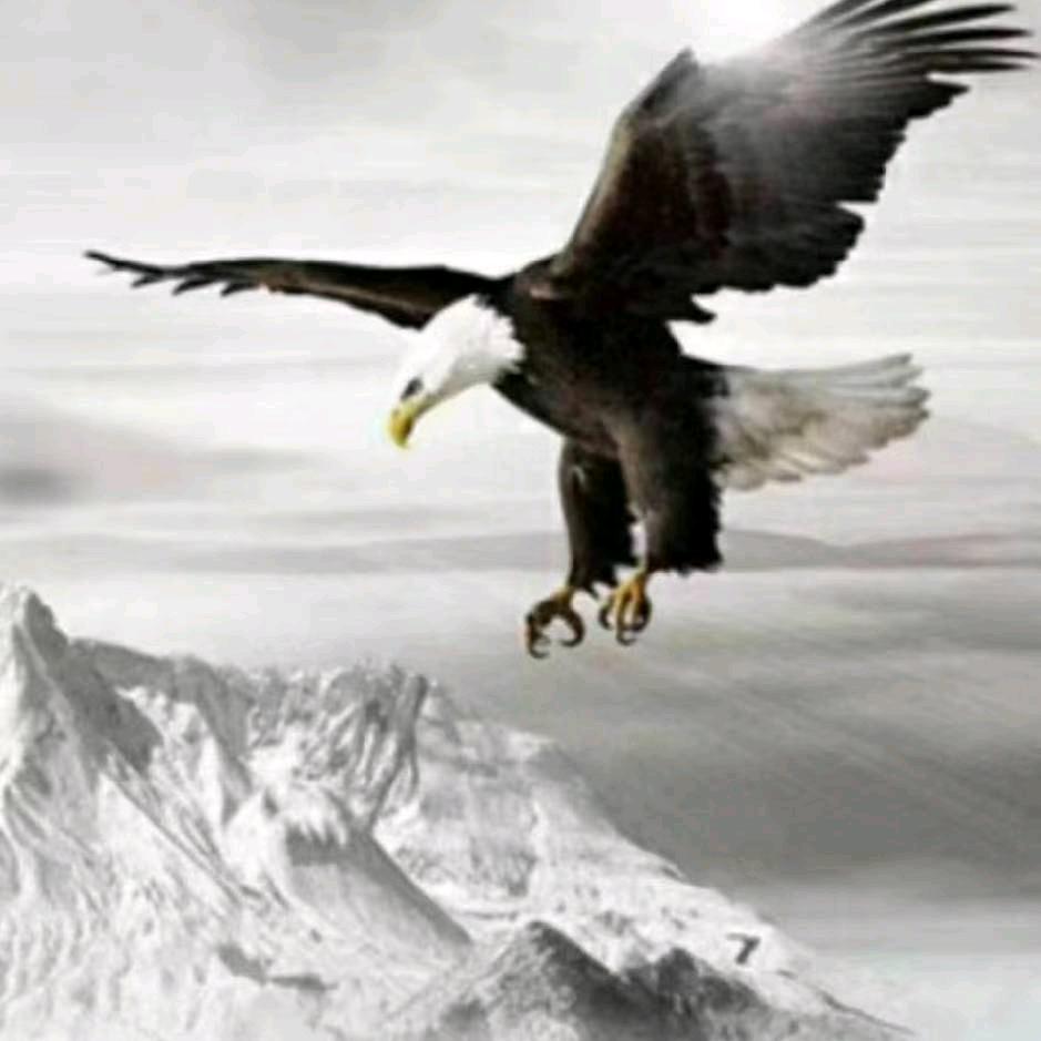 潍坊张氏畜牧用品严选铺