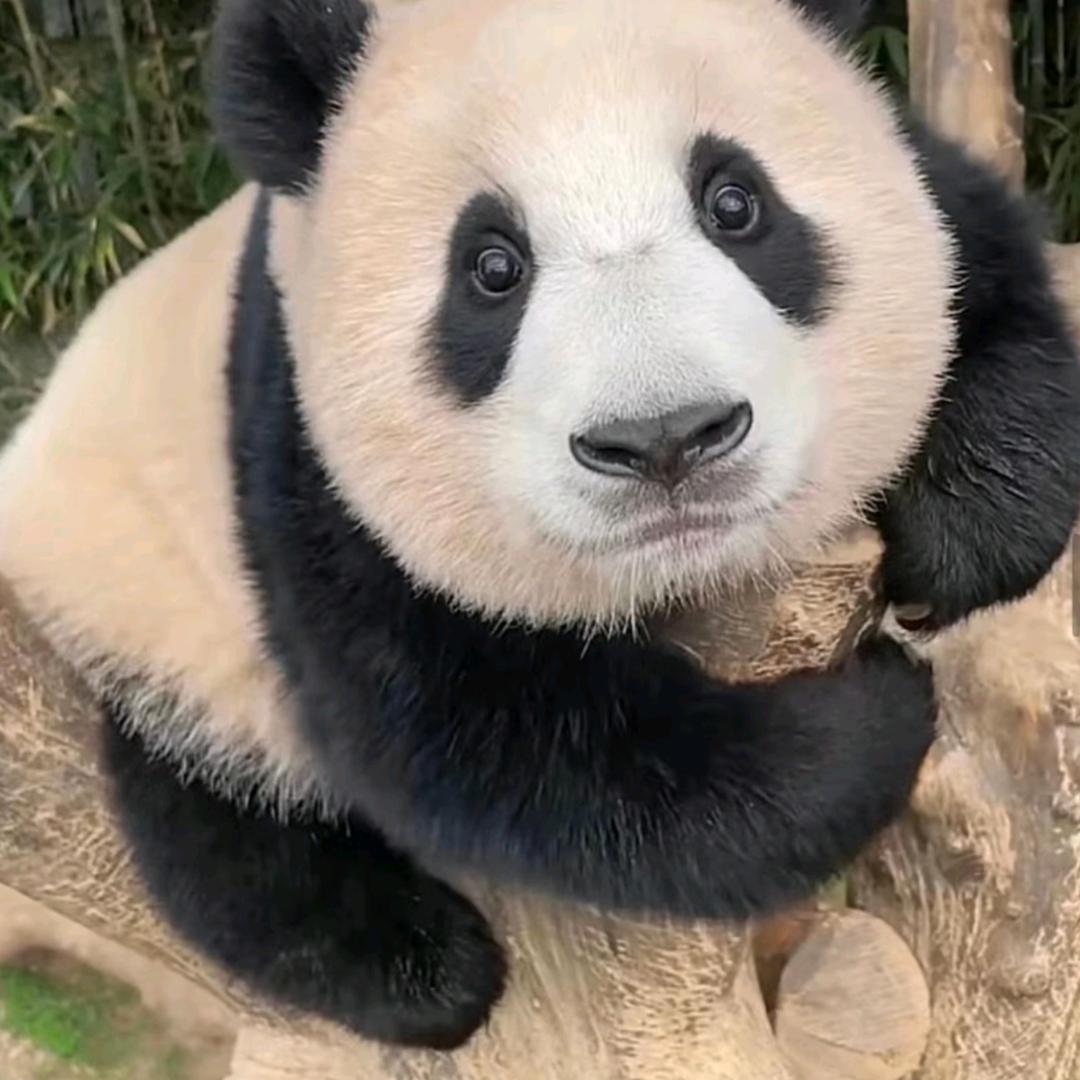 琴棋书画，我牌最强