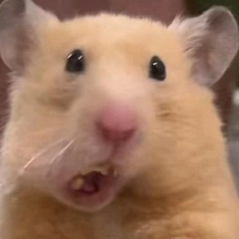 鱼仔熊舍（出熊出用品）