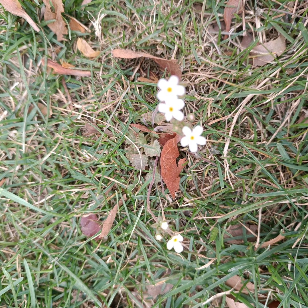 蓝花楹