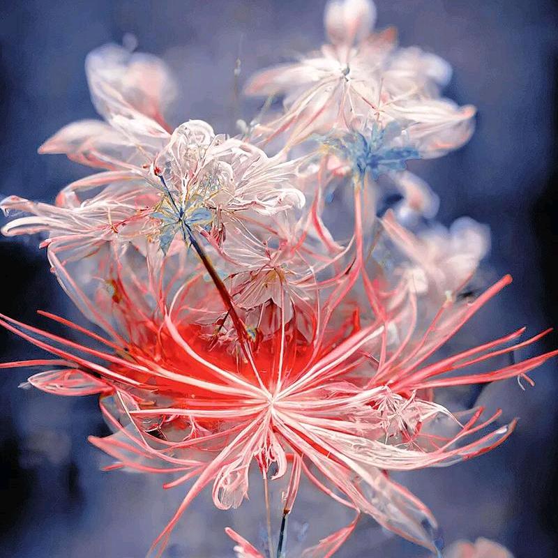 花开彼岸落黄泉