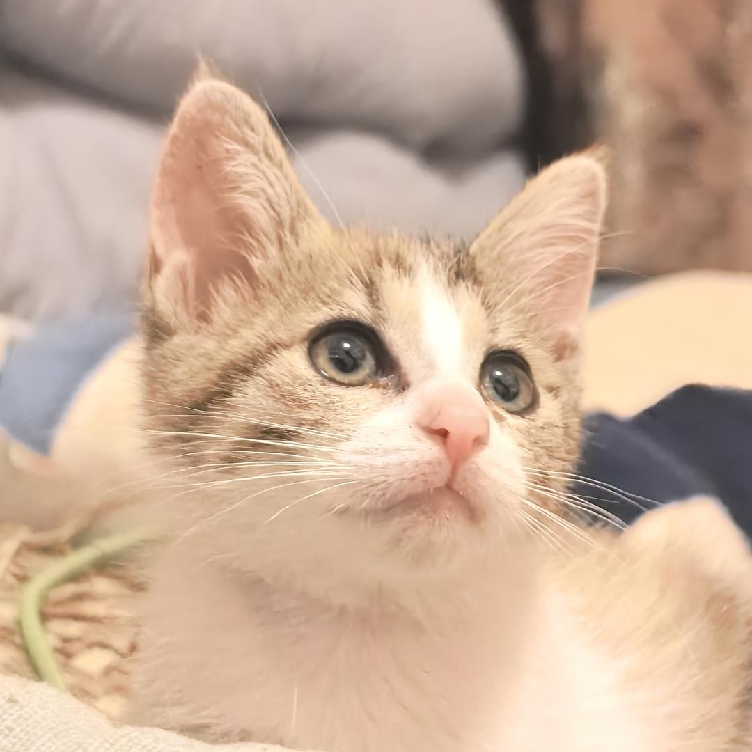 极速小猫